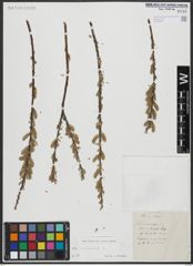 Foto von Salix viminalis L.